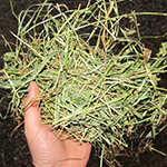 Alfalfa Orchardgrass