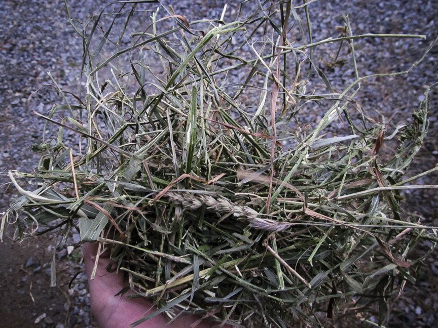Image of Alfalfa Orchardgrass